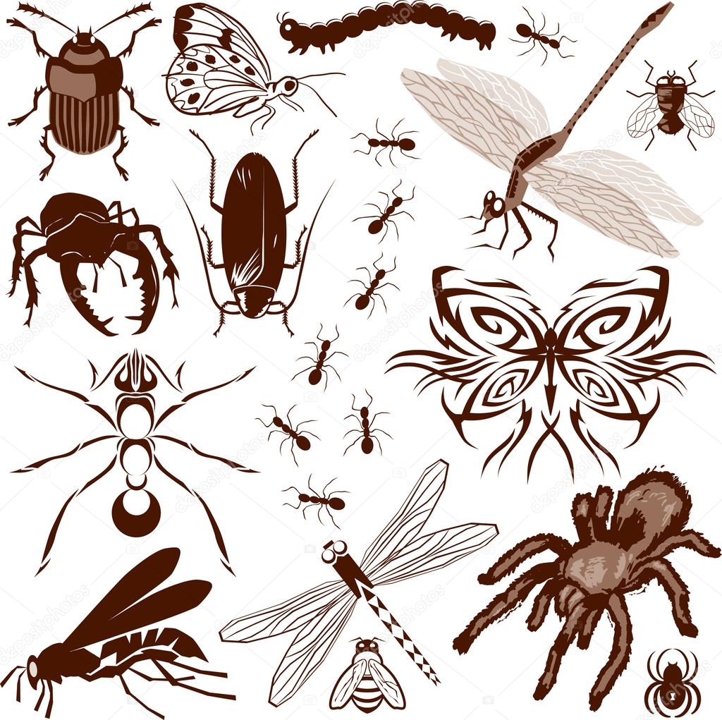 곤충 컬렉션 스톡 벡터 - ©bigredlink 32895657, image size:1024x1021