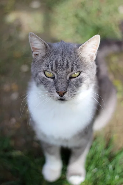 çok ciddi bir kedi