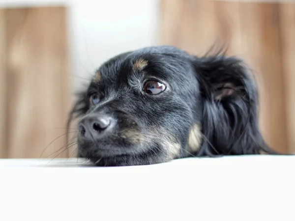 Masanın üzerinde üzgün köpek