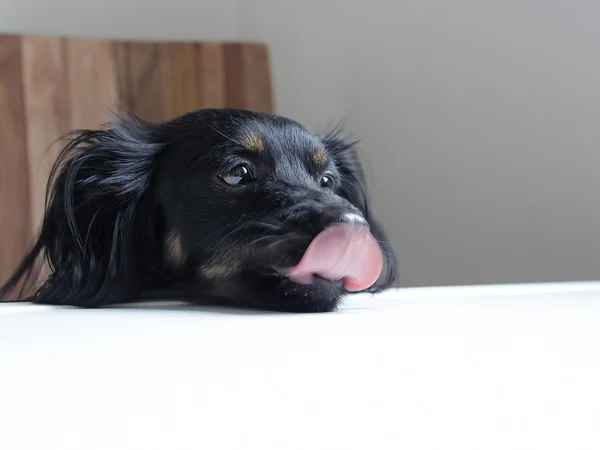 Masanın üzerinde yarım cins köpek