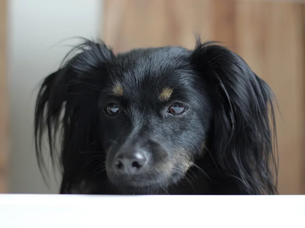 Собака дивиться їжу на столі — стокове фото