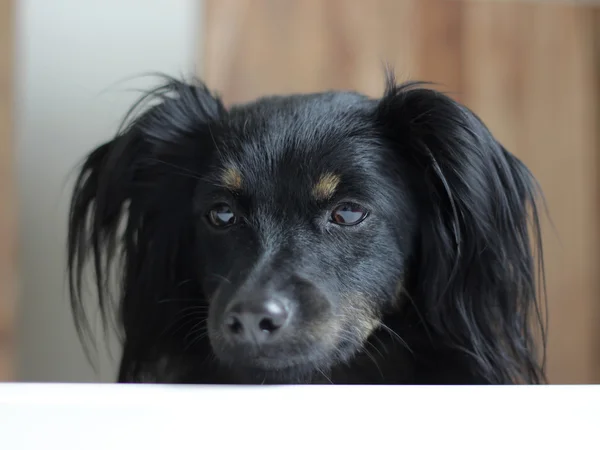 Hunden tittar på mat på bordet — Stockfoto