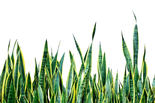 birçok sansevieria bitki