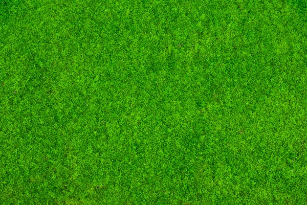 yeşil yosun dokusu arkaplanı