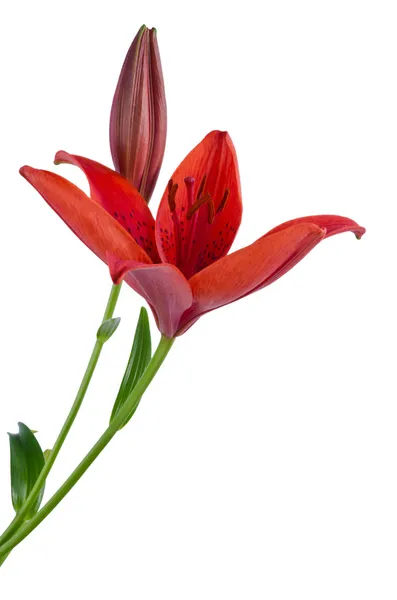 Красная лилия Стоковое Изображение