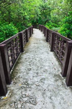 mangrov ormanın yürüyüş