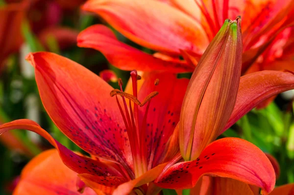 Rote Lilienblüte lizenzfreie Stockbilder