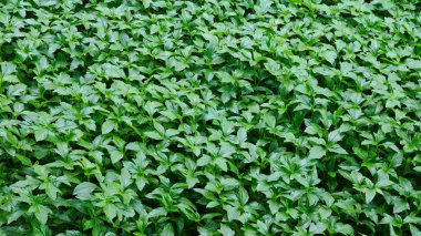 Yeşil Çimen Arkaplanı