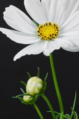 Beyaz cosmos çiçek