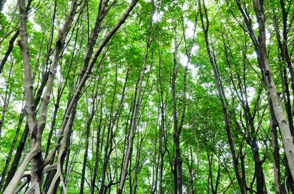 Mangrovenwald — Stockfoto