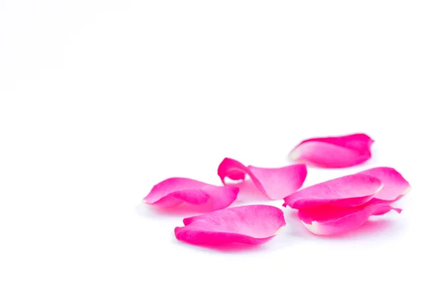 粉色玫瑰花瓣 — 图库照片