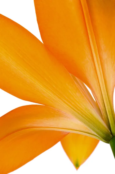 Fiore di giglio arancione isolato — Foto Stock