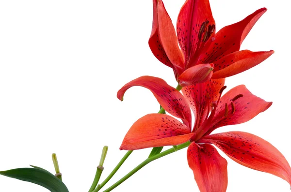 Flor de lírio vermelho isolada — Fotografia de Stock