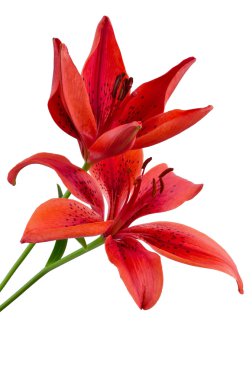 Red lily flower isolated clipart