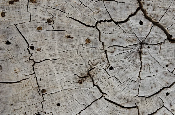 Texture of the old stump — Stock Photo, Image