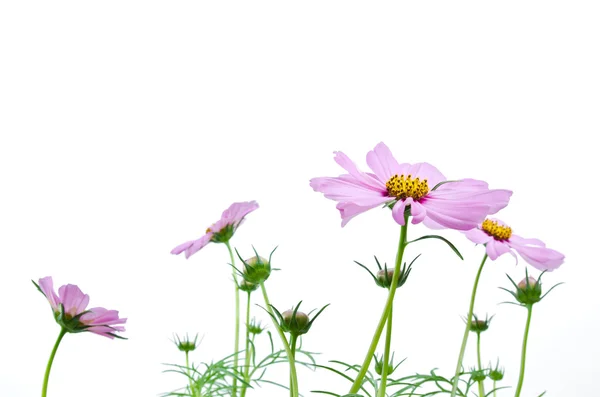 Purpurfarbene Kosmos-Blumen — Stockfoto