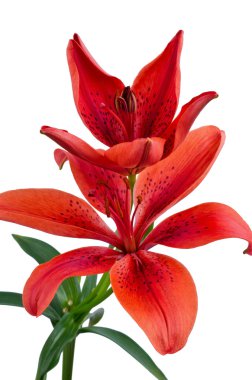 Red lily isolated clipart