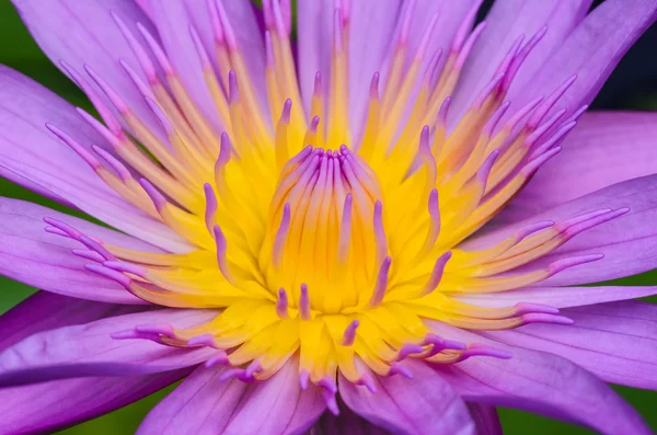 Purple lotus flower — Stock Photo, Image