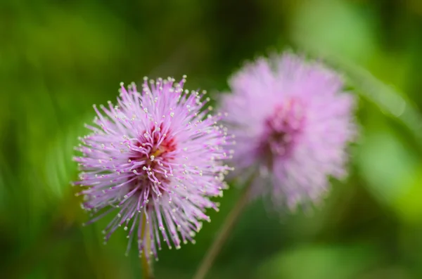 野生の花 pudica ミモザ — ストック写真