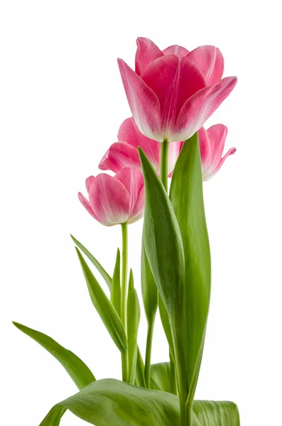 izole Pembe Lale çiçek