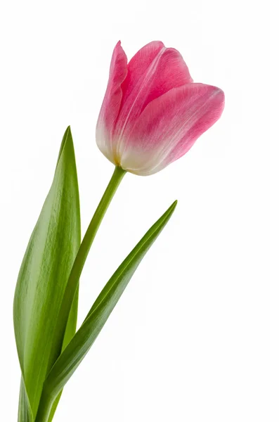 Růžové tulipány květina izolované — Stock fotografie