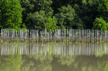 Mangrove Ormanı