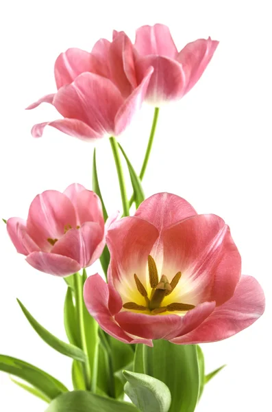 Rosa tulipanes flor — Foto de Stock