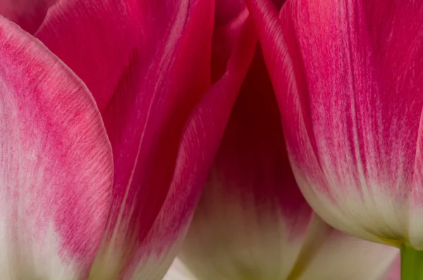 ピンクチューリップの花 ストック画像
