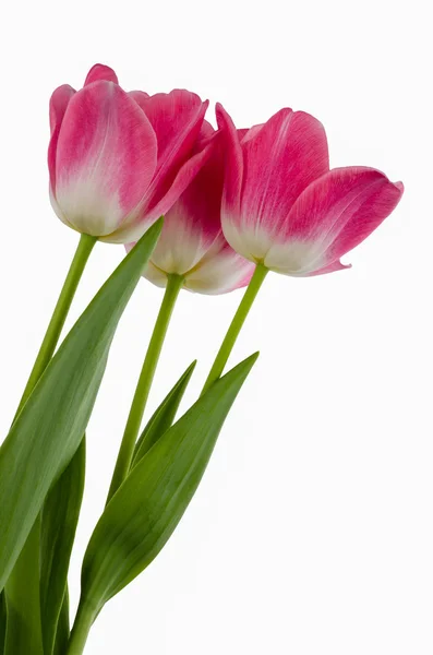 Růžové tulipány květina izolované — Stock fotografie