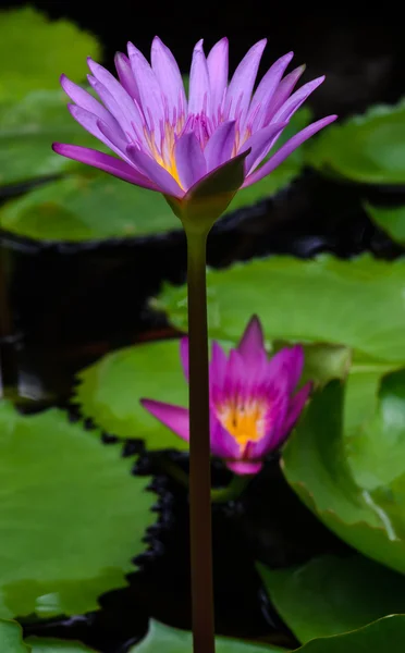紫の蓮の花 — ストック写真