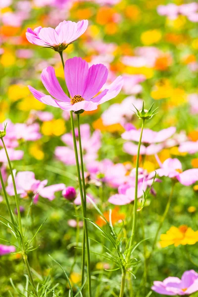 Kosmos Blume im Garten — Stockfoto