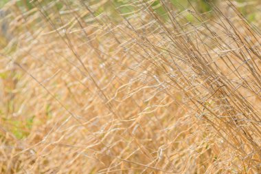 kurutulmuş ot arka plan