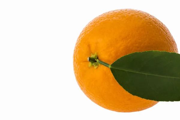 Orangenfrucht isoliert — Stockfoto