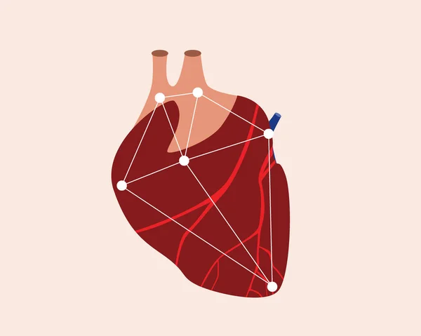 Herz Des Menschen Anatomischer Flacher Vektorstock Illustrator Moderne Technologien Organabtastung Vektorgrafiken