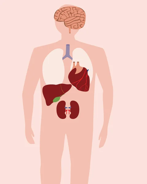 Nsan Organları Vücudun Içinde Düz Vektör Stok Çizimi Organların Yapısı — Stok Vektör