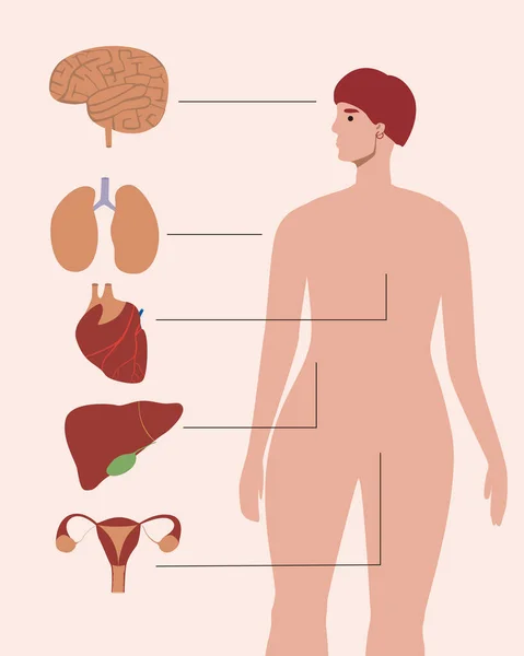 Ludzkie Organy Jako Anatomiczna Infografika Płaska Ilustracja Wektora Szablon Medyczny — Wektor stockowy