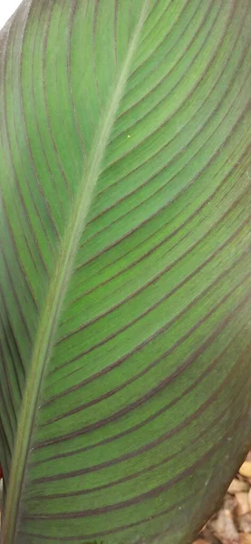 Hidden Lily Curcuma Leaf Open Space Park — Fotografie, imagine de stoc