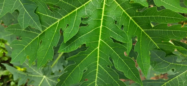 Green Papaya Leaves. Detailed textured leaf.