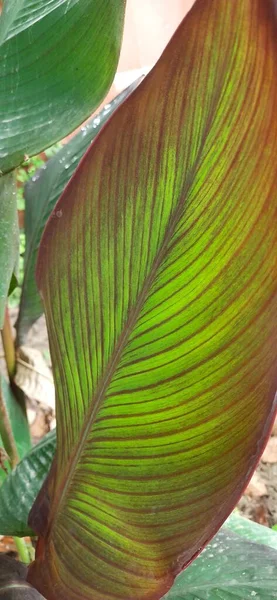 Hidden Lily Curcuma Leaf Open Space Park — ストック写真