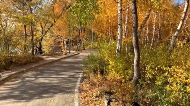 Increíble Hermoso Bosque Pino Brich Otoño Durante Día Camino Asfalto — Vídeos de Stock