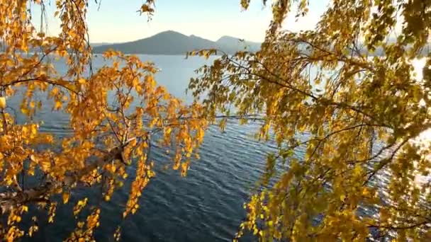 Piękne Liście Brzozy Wybrzeżu Jeziora Słoneczny Jesienny Dzień Brzoza Żółte — Wideo stockowe