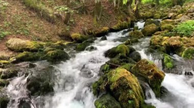 Suyu akan güzel Tara Springs Parkı. Tara Ulusal Parkı 'nda Şelale, Karadağ Ormanı.