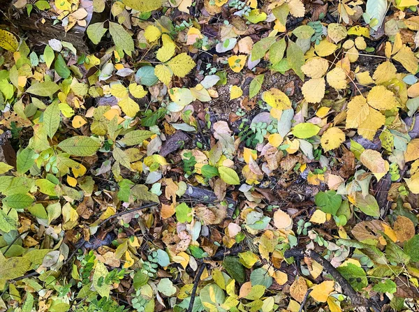 Automne et lumineux coloré feuilles tombées sur le fond d'herbe verte. Vue de dessus. Beaucoup de feuilles jaunes sèches — Photo