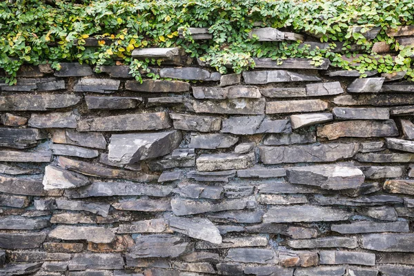 Die Kletterfeige an der Steinwand — Stockfoto