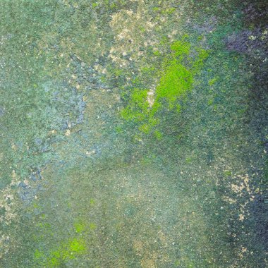 Beton zemin üzerinde büyüyen moss