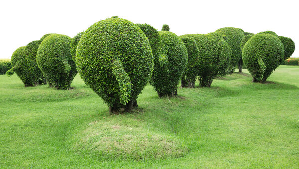 The back of elephant trees isolated