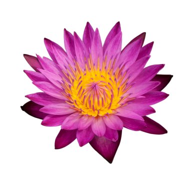 Nilüfer çiçeği bembeyaz