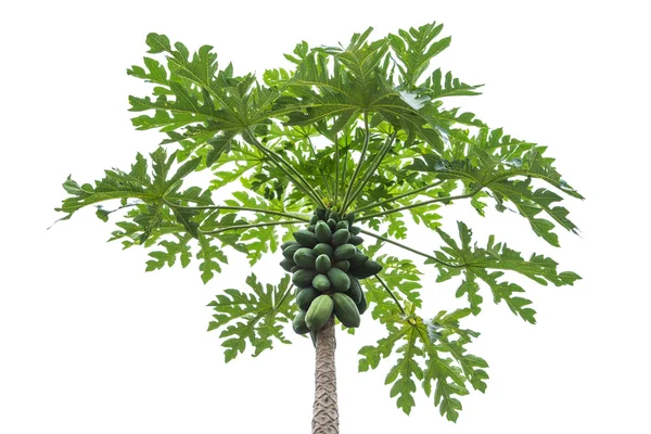 Papaya ağacını izole beyaz zemin üzerine