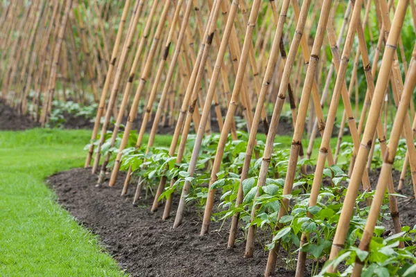 Jardim de legumes — Fotografia de Stock