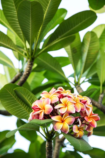 çiçek açan plumeria çiçekler